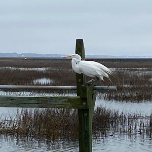 Meet your Posher, Nancy